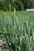 Яровая пшеница на опытных полях ВИР