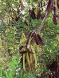 Цератония стручковая (Ceratonia siliqua). Плоды
