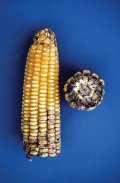 Нигроспороз кукурузы (Nigrospora oryzae)