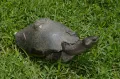 Краснобрюхая короткошейная черепаха (Emydura subglobosa)