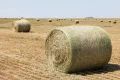 Круглые тюки сена собирают на поле