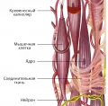 Схема строения гладкой мышечной ткани