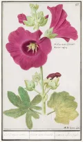 Штокроза розовая (Alcea rosea). Ботаническая иллюстрация