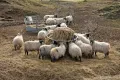 Кормление овец у сенажа