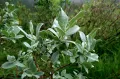 Ива мохнатая (Salix lanata). Ветвь с листьями