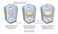 Формирование фрагмопласта и клеточной пластинки