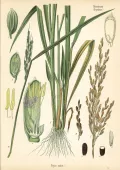 Рис (Oryza). Ботаническая иллюстрация