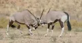 Обыкновенные ориксы (Oryx gazella). Территориальное поведение