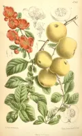 Айва японская (Cydonia maulei). Ботаническая иллюстрация