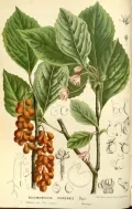 Лимонник китайский (Schisandra chinensis). Ботаническая иллюстрация