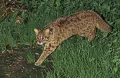Амурский лесной кот (Prionailurus bengalensis euptilura)