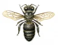 Серая горная кавказская пчела