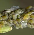 Капустная тля (Brevicoryne brassicae)