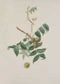 Орех чёрный (Juglans nigra). Ботаническая иллюстрация