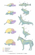 Боковая поверхность головного мозга хордовых животных (вид слева) 