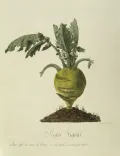 Капуста кольраби (Brassica oleracea var. gongylodes). Ботаническая иллюстрация