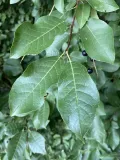 Черёмуха виргинская (Prunus virginiana). Листья