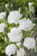 Гвоздика перистая (Dianthus plumarius). Сорт 'Haytor White'