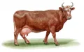 Бестужевская порода крупного рогатого скота