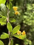Барбарис канадский (Berberis canadensis). Цветки