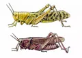 Перелётная саранча (Locusta migratoria)