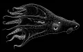 Адский вампир (Vampyroteuthis infernalis)