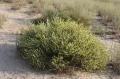 Анабазис безлистный (Anabasis aphylla)