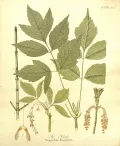 Клён ясенелистный (Acer negundo). Ботаническая иллюстрация