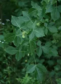 Птелея трёхлистная (Ptelea trifoliata). Ветвь с плодами