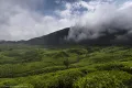 Чайные плантации в Западных Гатах (штат Керала, Индия)
