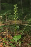 Липарис японский (Liparis japonica)