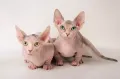 Бесшёрстные кошки породы бамбино