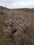 Абрикос сибирский (Prunus sibirica). Цветущее дерево
