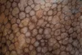 Хроматофоры в клетках кожи осьминога