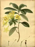 Рододендрон жёлтый (Rhododendron luteum). Ботаническая иллюстрация