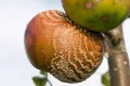 Монилиния фруктовая (Monilinia fructigena)