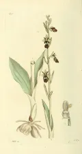 Офрис насекомоносная (Ophrys insectifera). Ботаническая иллюстрация