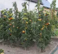 Томаты (Solanum lycopersicum)
