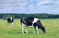 Коровы голштинской породы. Молочное направление продуктивности