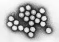 Электронная микрофотография аденовирусов (Adenoviridae)