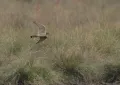 Дербник (Falco columbarius) в полёте