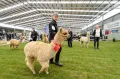 Национальная выставка альпака (National Alpaca Show). Новая Зеландия. 2018