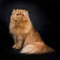 Домашняя кошка (персидская порода)