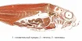 Обыкновенный лаврак (Dicentrarchus labrax); продольный разрез