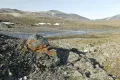 Природный заповедник «Остров Врангеля». Каменистая арктическая тундра
