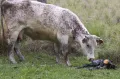Отелившаяся корова и телёнок
