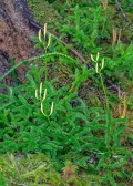 Плаун булавовидный (Lycopodium clavatum)