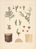 Кипарисовые (Cupressaceae): кипарисовик туполистный (Chamaecyparis obtusa); кипарисовик горохоплодный (Chamaecyparis pisifera). Ботаническая иллюстрация