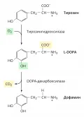 Схема синтеза дофамина