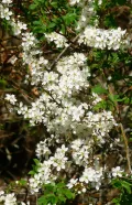 Цветки сливы колючей (Prunus spinosa)